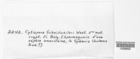 Cytospora scheidweileri image